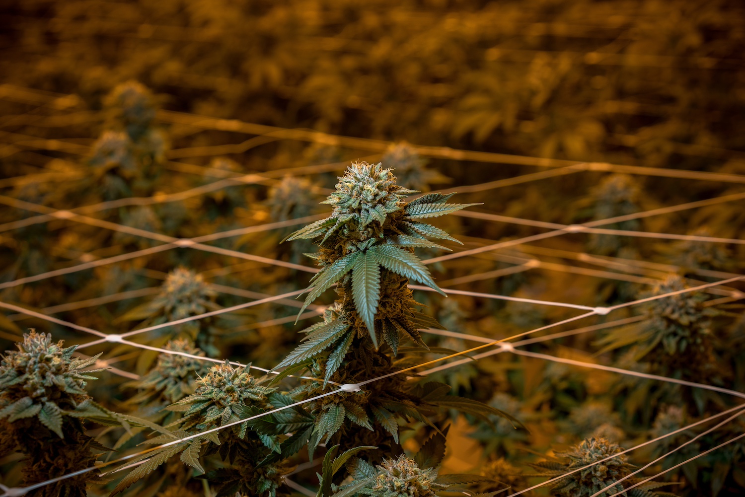 cbdoracle's tweet card. New NASEM report examines cannabis policy’s impact on public health and equity, urging regulatory improvements and redefining hemp under the Controlled Substances Act.