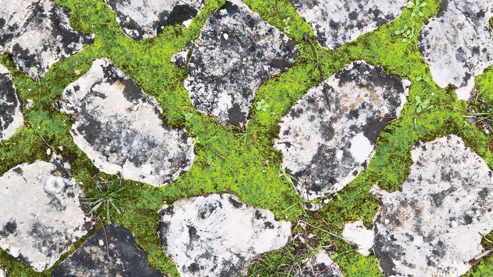 benchmarks_eu's tweet card. Urban soil series: Introduction Delve in our urban soil series we have shared these last weeks What do you know about Urban Soils? If it's an unknown topic for you, check our Urban Soil Series:...