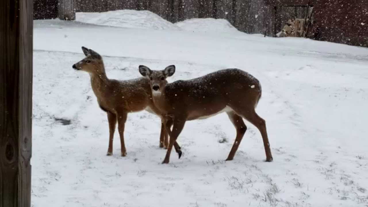DarrellRhoades's tweet card. The Albino Deer at WhatPond