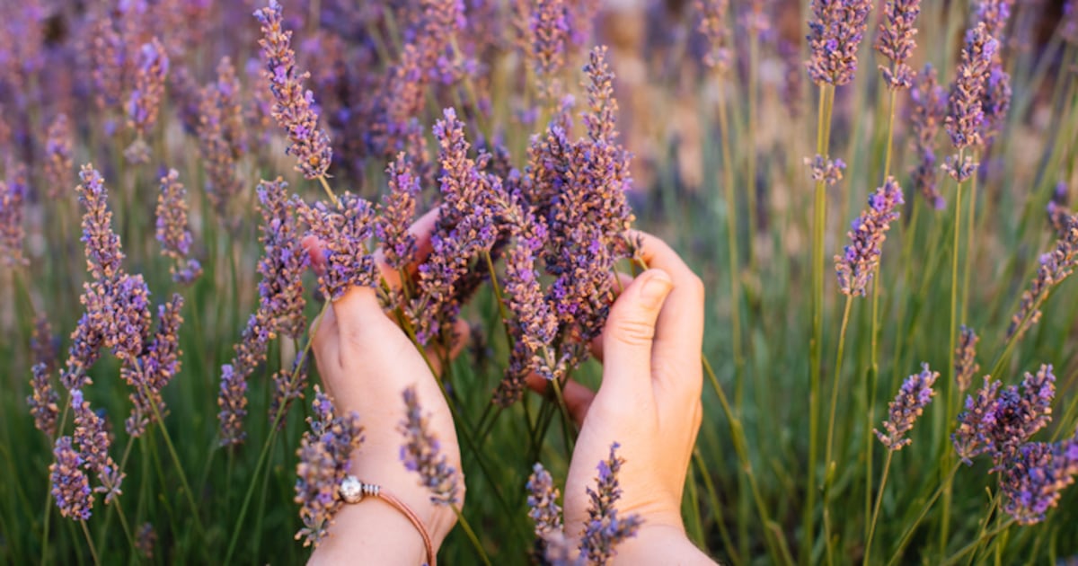 BiodynamicUK's tweet card. Natural beauty specialist Weleda will celebrate its centenary next year and will use the occasion to spotlight its biodynamic farming and planetary diversity principles – concepts it hopes can...