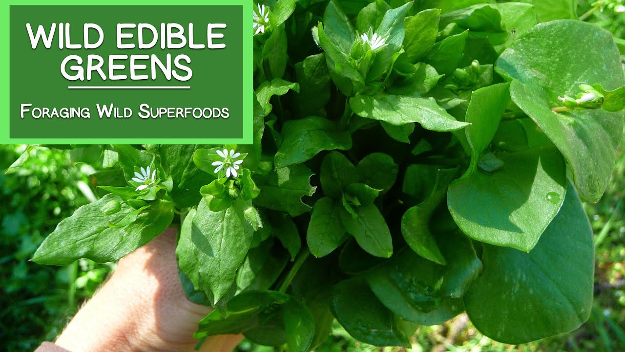 SludgeFactor's tweet card. Wild Edible Greens, Foraging Your Own Wild Superfoods