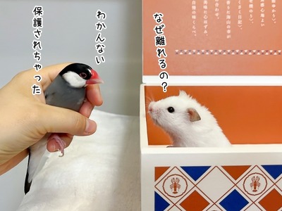 MCdaimaru's tweet card. 昨日のミントの空箱です。セラの目の前にありし日に恐怖を感じていた白い巨体の生き物がいました。▽後ろの家から恐怖の生物が出て来ました すると、匂いに気づいたミントが速攻近づいてきます。えっとね、危ない距離になったら私が保護するから大丈夫よ。(゜▽゜;)……そろ