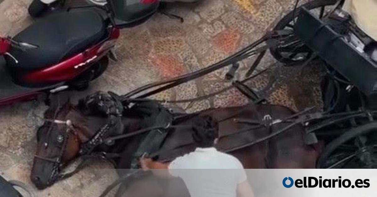 eldiarioes's tweet card. Pese a que año tras año los animalistas denuncian la misma situación de precariedad de los animales, y que el problema se debate también en los plenos municipales, todo sigue igual