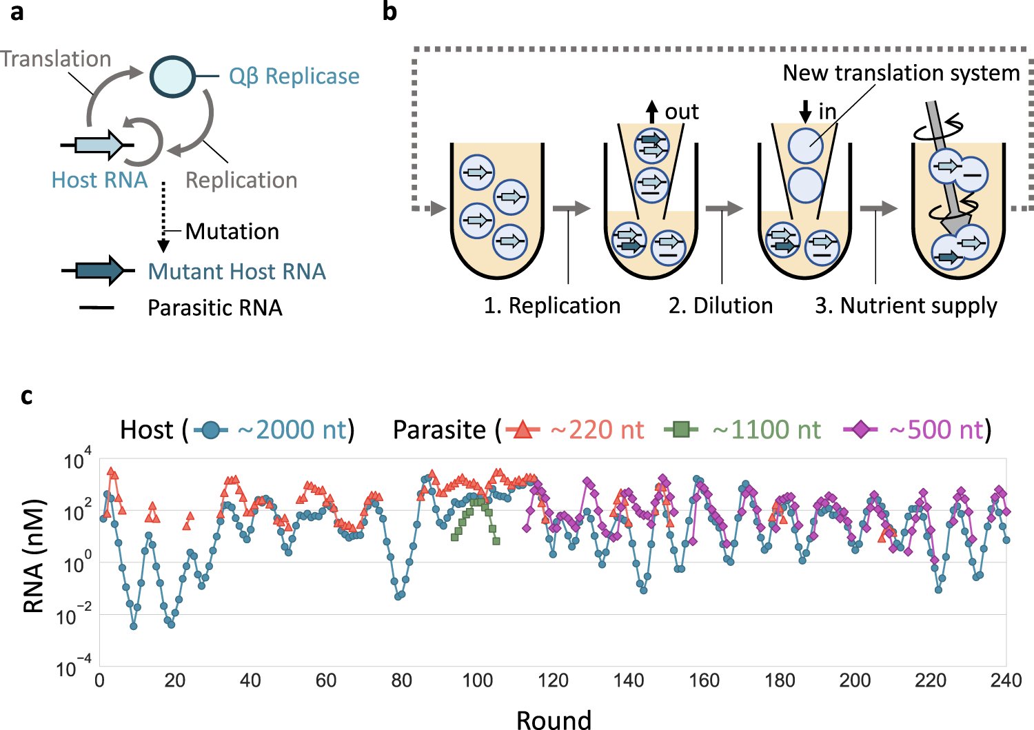 iamsamayp's tweet card. Nature Communications - Long-term experimental evolution shows that a single polymerase-encoding RNA replicator can evolve into a complex replicator network, shedding light on how a molecular...