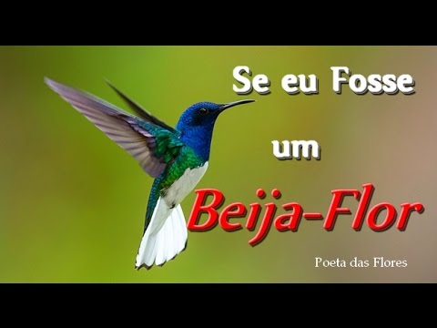 souzajosesocome's tweet card. Se eu Fosse um Beija-flor (Poesia)