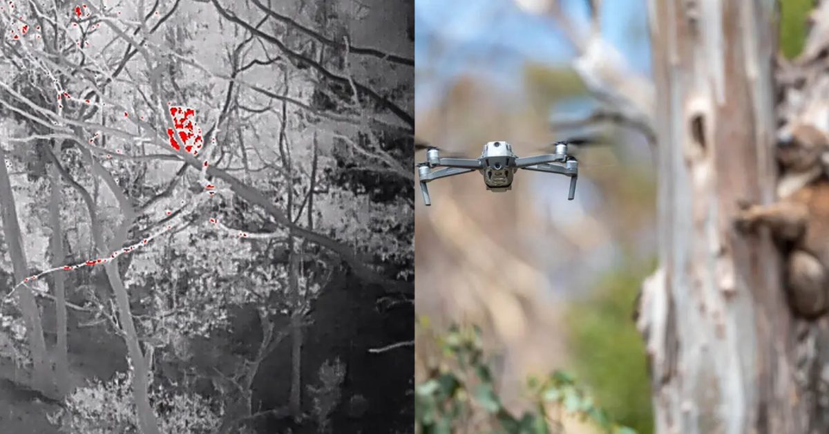 DronesForGood1's tweet card. Officials, researchers, and environmentalists in South Australia pair drones and facial recognition tech to count and monitor koala bears.