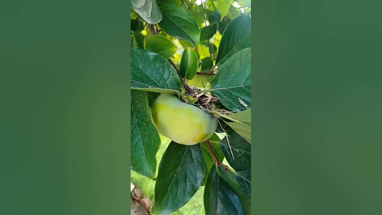 davidluvs2act's tweet card. Persimmon tree right? lots of fruit around town. #share #short...