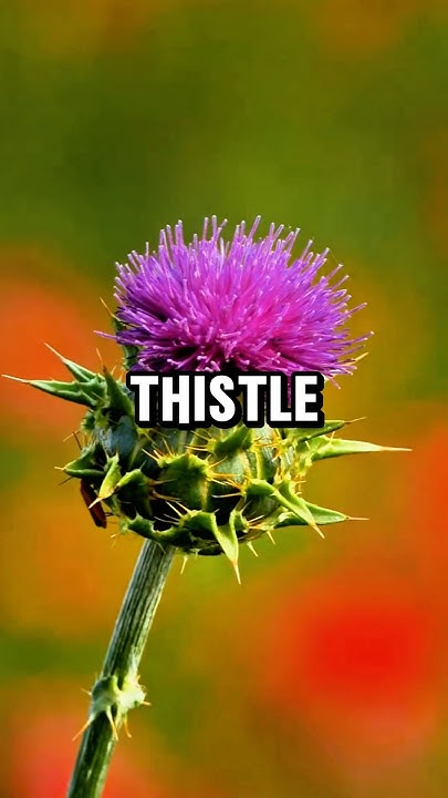 helpone2work's tweet card. The best herbs to heal your body naturally 🌿 #health #naturalmedicine