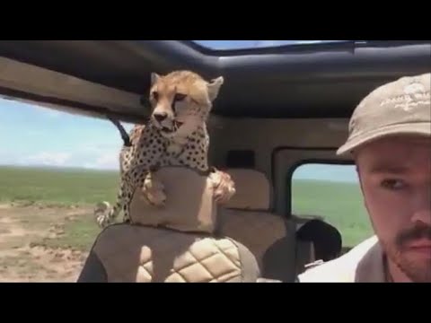flyinlyons's tweet card. Cheetah jumps into safari car, forcing man to freeze in place for 10...