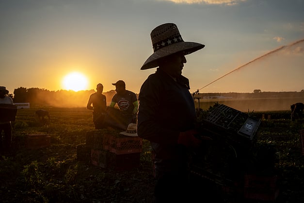 down2earthindia's tweet card. Under Trump’s second term, policies touted as ‘efficiency’ have worsened U.S. hunger and food waste. Immigration raids, tariffs, aid cuts, and program cancellations left crops rotting, warehouses...