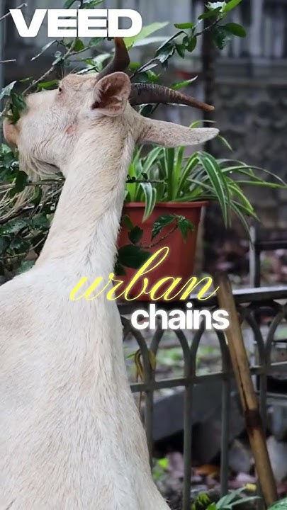 indianflashnews's tweet card. #Artificial Light Affects #Trees