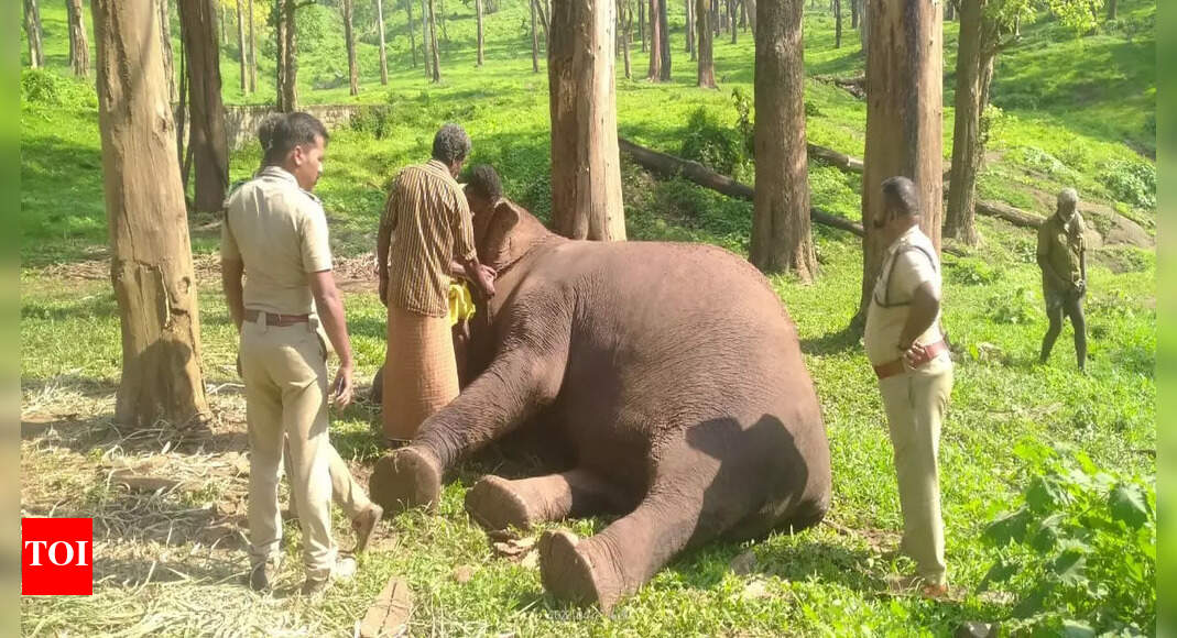 stae_elephants's tweet card. COIMBATORE: Vijayalakshmi, the second oldest camp elephant of the Tamil Nadu forest department, died at the age of 71 in the Kozhikamuthi elephant cam.