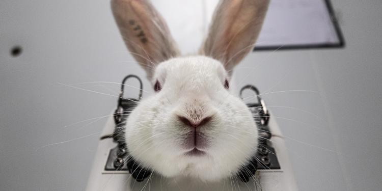 Act4AnimalsEU's tweet card. The European Pharmacopoeia Commission took a historic step by removing the rabbit pyrogen test from the European Pharmacopoeia in favour of the use of non-animal methods. This decision will not only...