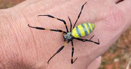 MdAngler's tweet card. A biologist at Washington College in Chestertown is calling on Eastern Shore residents to help track sightings of large, bright yellow arachnids native to East Asia as they spread on