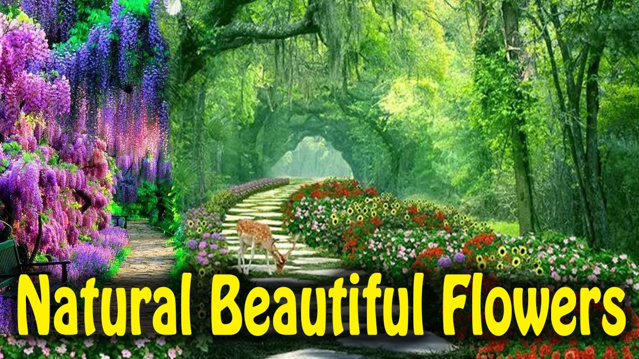 bmkraju's tweet card. ||WILD ROAR|| Natural Beautiful Flowers