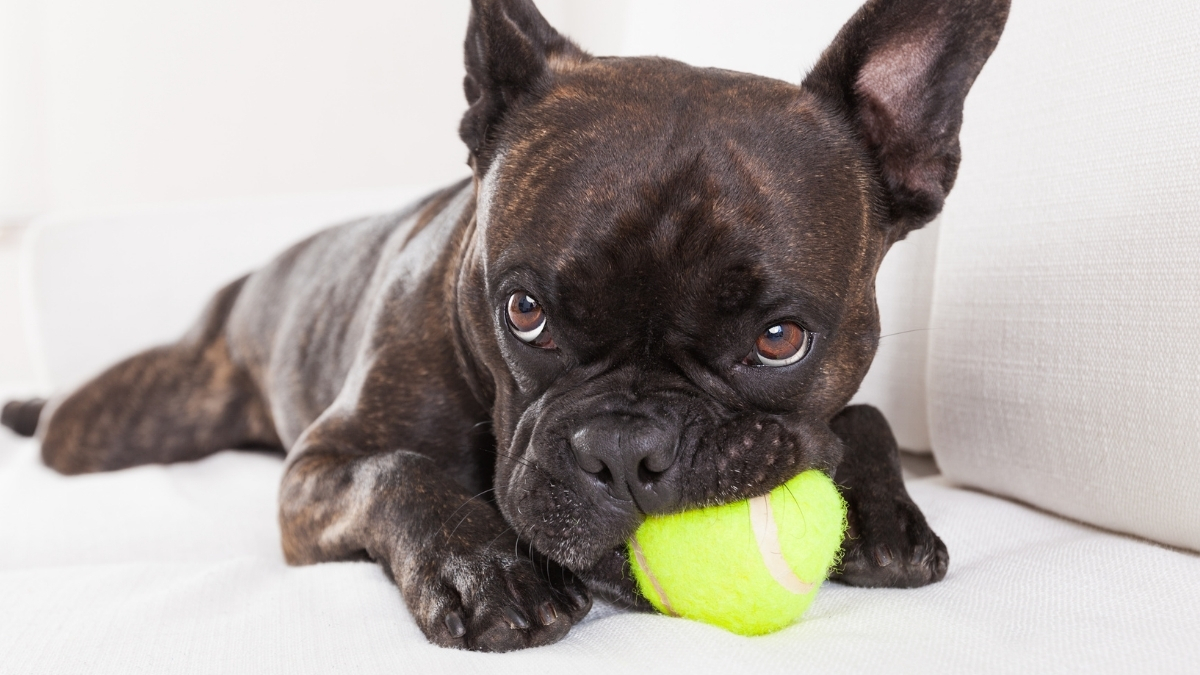 _Georgeobeid's tweet card. Mine.