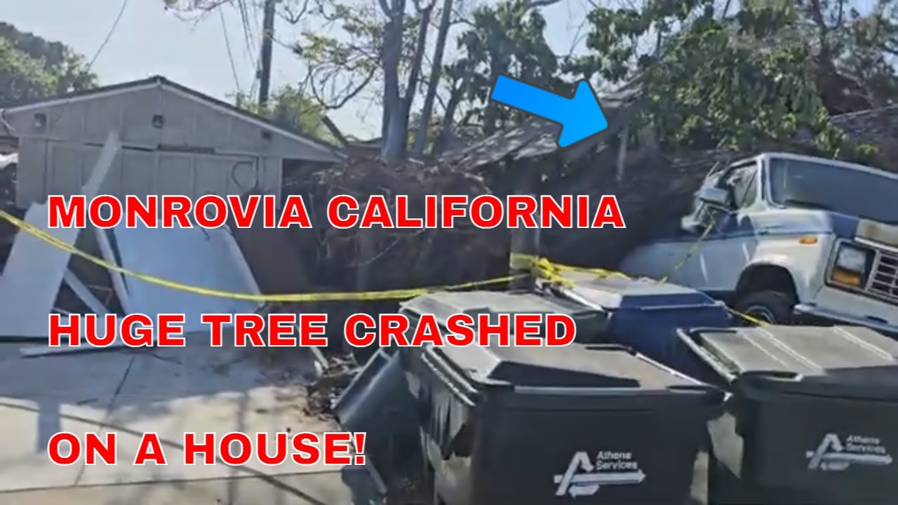 davidluvs2act's tweet card. Unbelievable! Massive Tree Falls In Monrovia With Zero Injuries -...