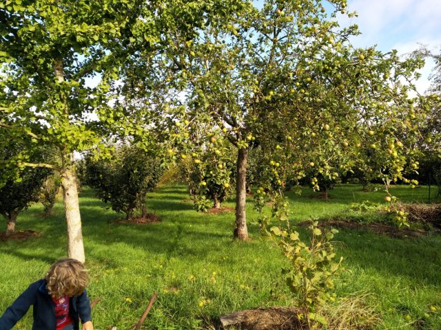 BvsEnTransition's tweet card. Un achat groupé de fruitiers s’organise à la pépinière Puille à Conchy-les-Pots. C’est une pépinière réputée pour les variétés anciennes et locales de pommiers et poiriers qu’elle…