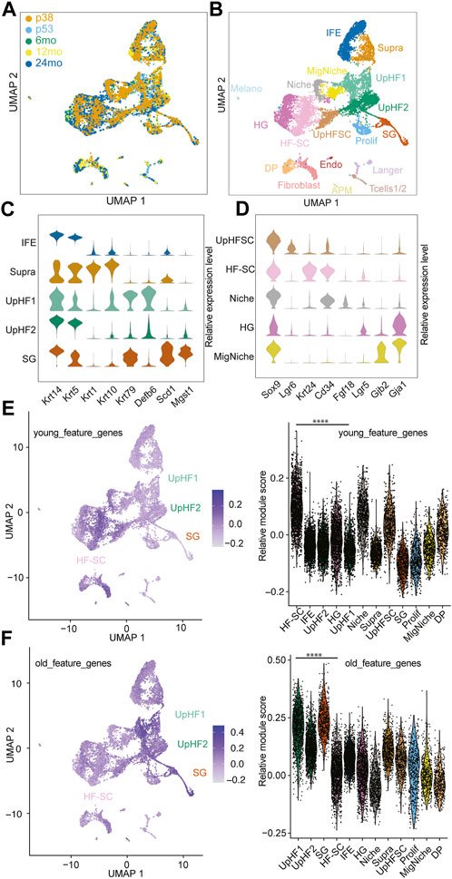Yi_Lab_NU's tweet card. Aging is defined as the functional decline of tissues and organisms, leading to many human conditions, such as cancer, neurodegenerative diseases, and hair l...