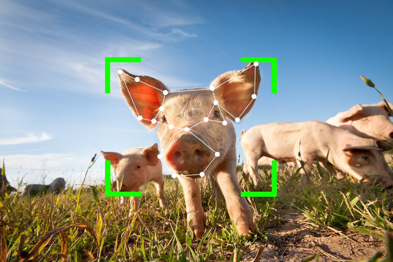 Slate's tweet card. China is embracing facial recognition for farm animals as well as humans.