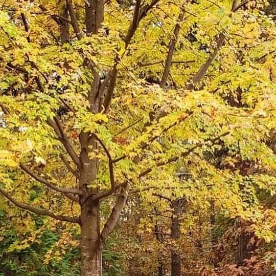 CapeCodTrees's tweet card. Cape Cod Tree and Landscape (@capecodtreeandlandscape) • Instagram photo