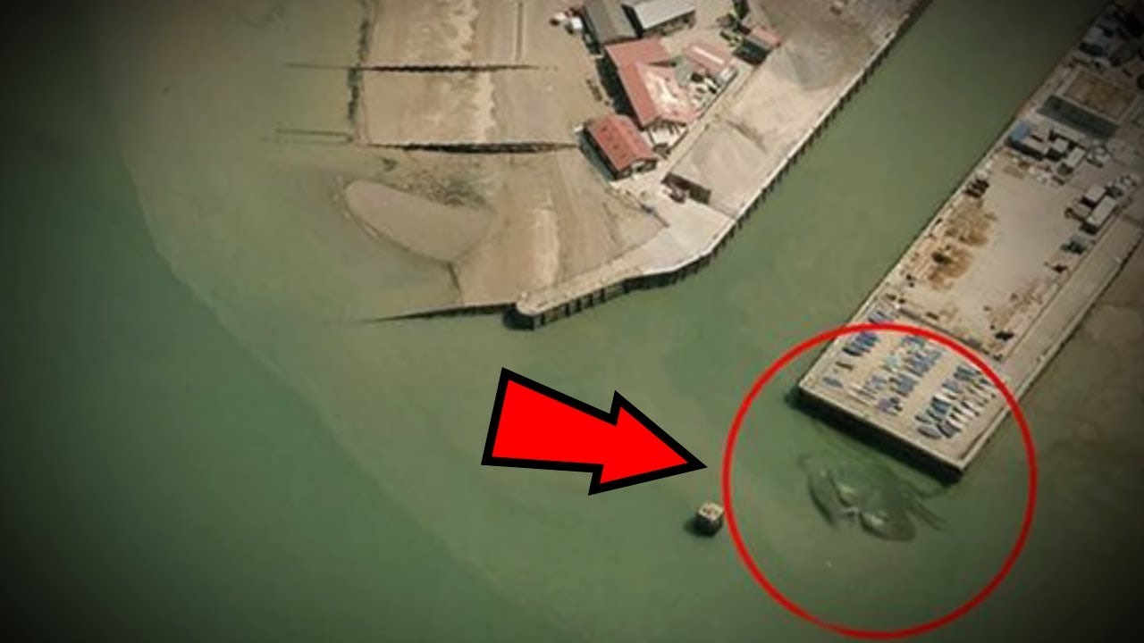 MattIn2gr8's tweet card. 5 Unknown Creatures Caught On Google Maps!