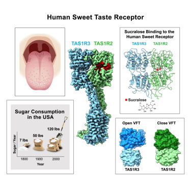zenbrainest's tweet card. A single taste receptor initiates our reactions to both sugars and artificial sweeteners, triggering a signaling process that drives our intense attraction to sweet foods. Single-particle cryo-EM...