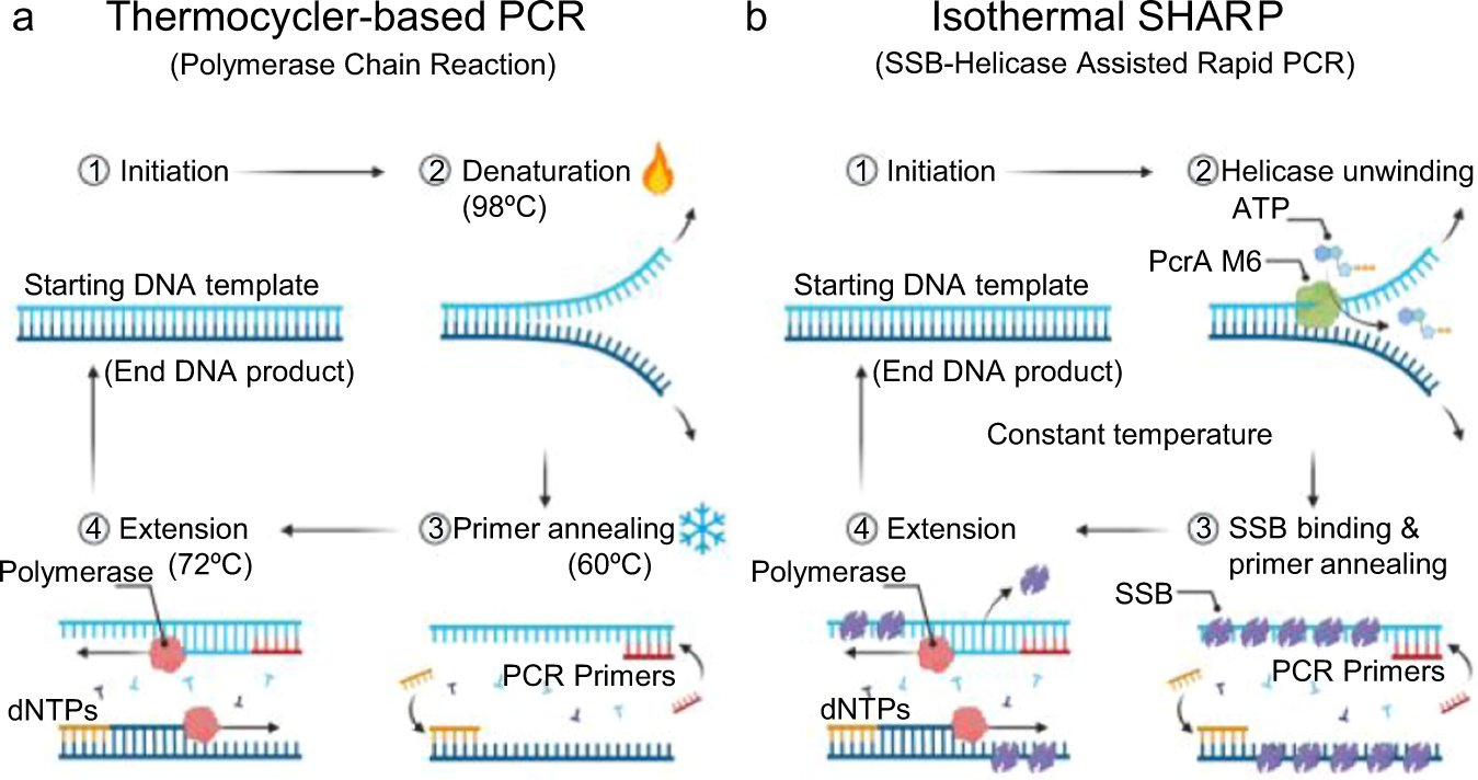 taekjip's tweet card. Nature Communications - PCR is an essential method for the amplification and manipulation of nucleic acids, but the requirement for a thermocycler limits access. Here, authors engineer a helicase...