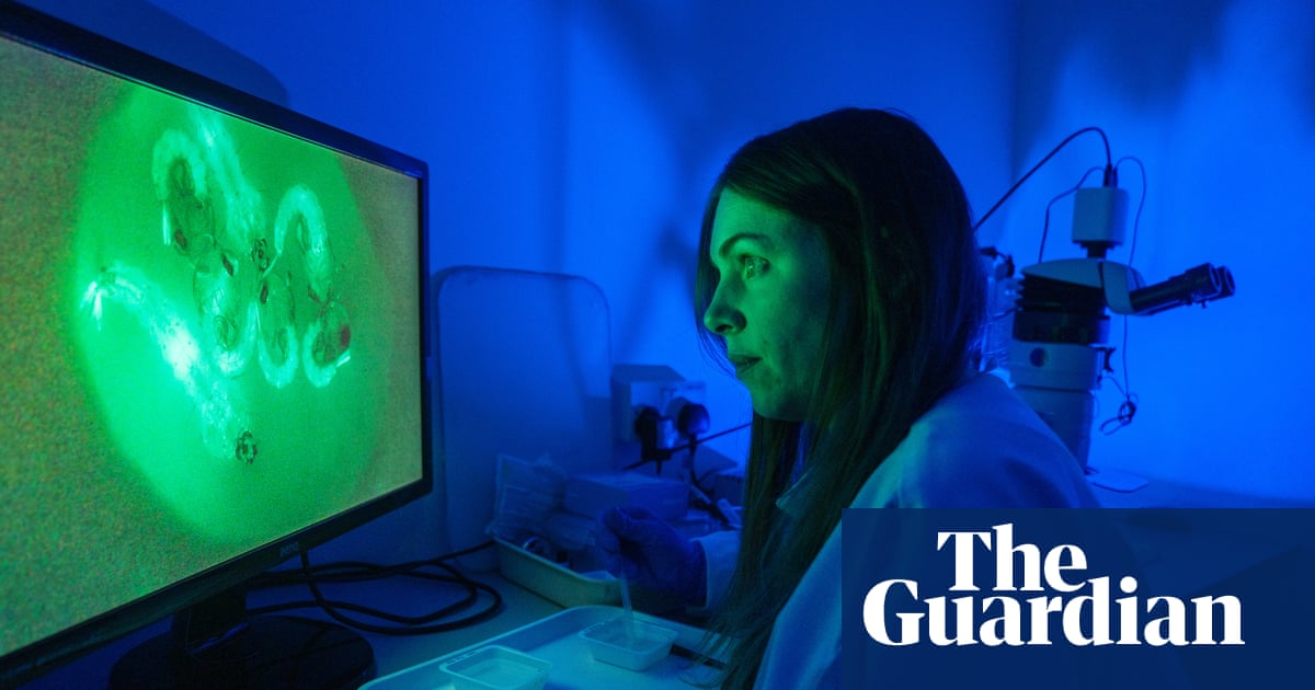 KevinMTyler's tweet card. A British company is producing mosquitoes that carry a ‘self-limiting’ gene that kills off female offspring, limiting the spread of diseases such as malaria and dengue fever