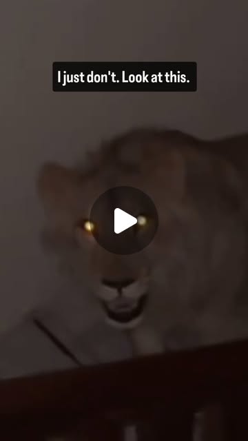 GQofThozePpl's tweet card. GQ of Thoze People (@gqofthozeppl) • Instagram reel