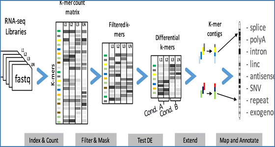 rnomics's tweet card. University of Montpellier researchers have developed a k-mer-based computational protocol, DE-kupl, for capturing local RNA variation in a set of RNA-seq...