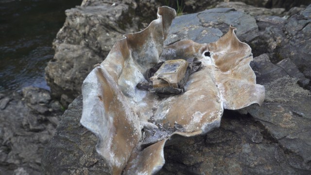 ShakeTheTreeDP's tweet card. Well, well, well. Press release from RSPB Scotland (25th September 2020) Shocking discovery reveals lengths raptor killers will go to to conceal crimes Recovered satellite tag provides answers to w…