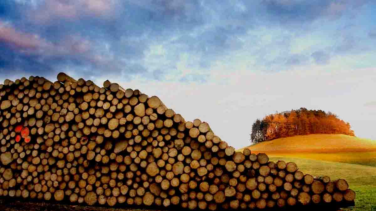 Thib_Demo's tweet card. Prélever son bois de chauffage gratuitement dans sa commune d'habitation, grâce à la pratique de l'affouage.