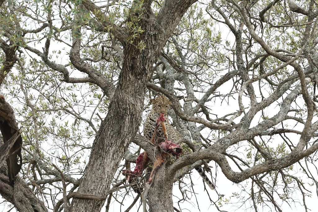 OneToadPhoto's tweet card. You can grab this shot from #OneToadPhotography of a leopard eating during broad daylight. Look at the leopard's face and the enjoyment it is having from the gazelle that it caught the previous day!...