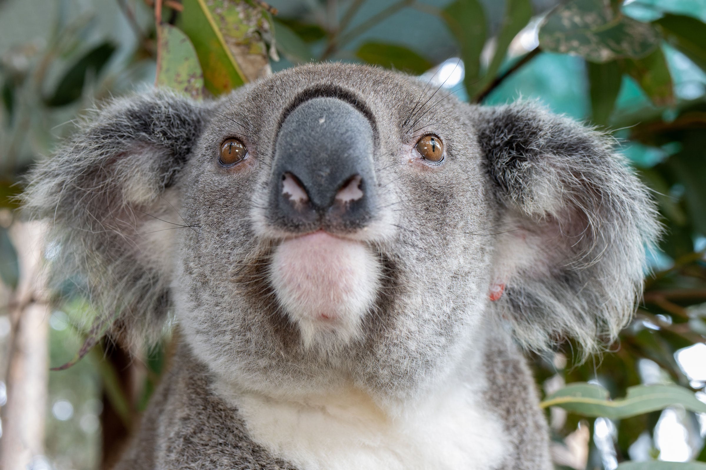 AFCA_Forests's tweet card. The Forest Alliance NSW has strongly criticised the Minns’ government budget for failing to allocate the money needed to deliver its promised Great Koala National Park and future forest industry...