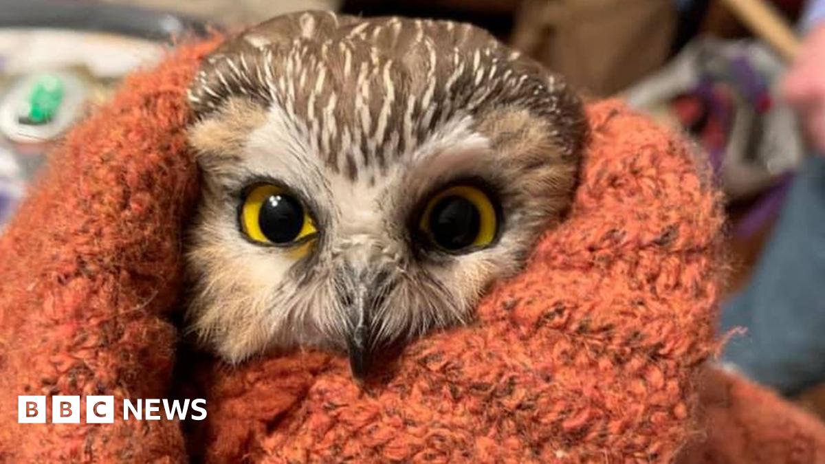 thinkfutureFAST's tweet card. The saw-whet owl is doing well after its unplanned three-day road trip to the Big Apple.