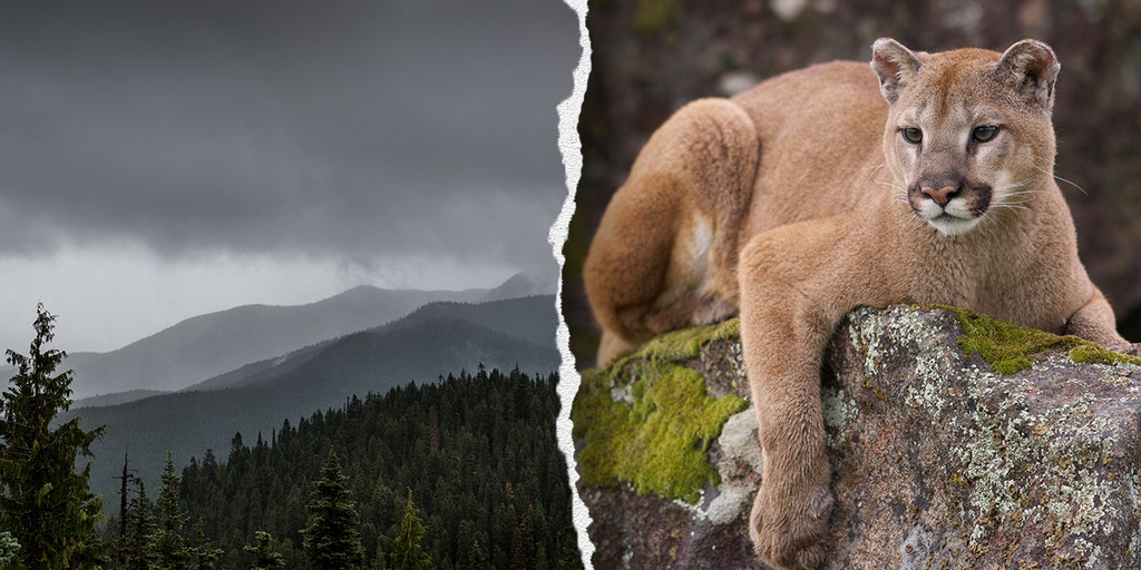 FoxNews's tweet card. A child attacked by a mountain lion at Washington's Olympic National Park is being treated in Seattle. Rangers eliminated the threat after locating the cougar.
