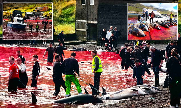 Protect_Wldlife's tweet card. An estimated 156 Atlantic white-sided dolphins were deliberately killed in the traditional hunt, known as a grindadráp, in a matter of hours at Skálabotnur on Saturday