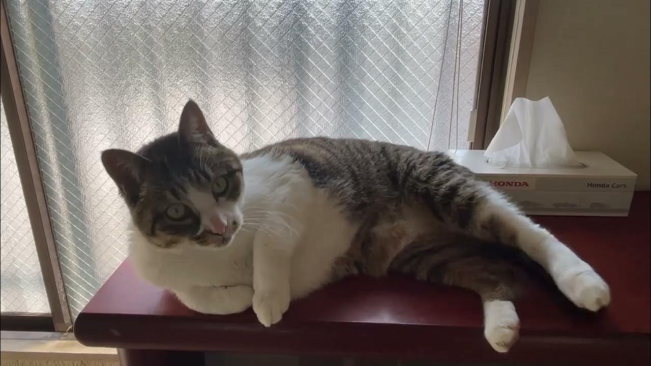 kotetu__ch's tweet card. くつろぎコテツ君