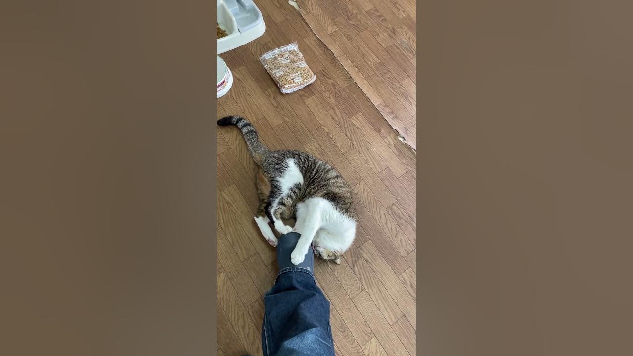 kotetu__ch's tweet card. 匂い確認＆ホールドネコキック