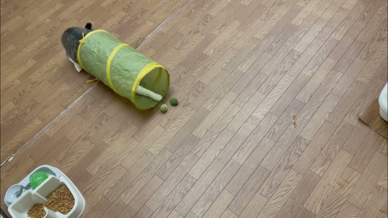 kotetu__ch's tweet card. トンネル遊びが下手なコテツ君