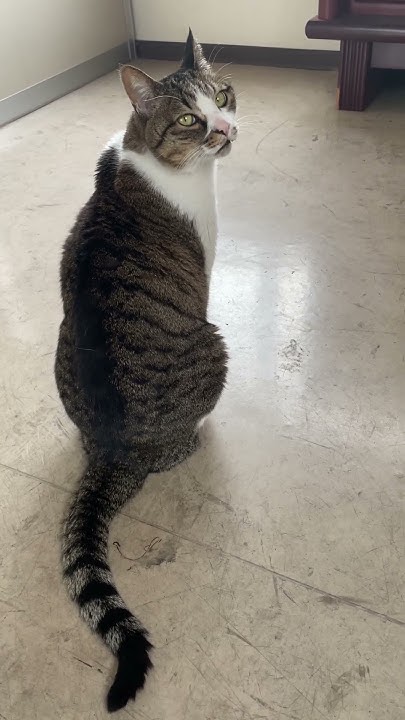 kotetu__ch's tweet card. 背中で語るコテツ君