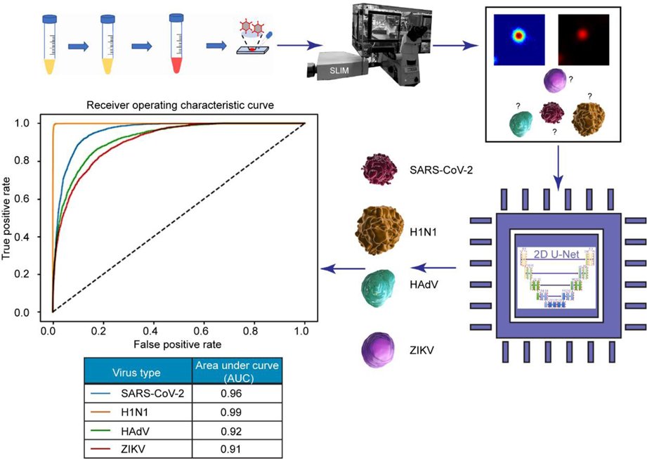LightSciAppl's tweet card. Light: Science & Applications - Rapid label-free detection of SARS-CoV-2 using phase imaging (spatial light-interference microscopy (SLIM)) with computational specificity. Different virus types...