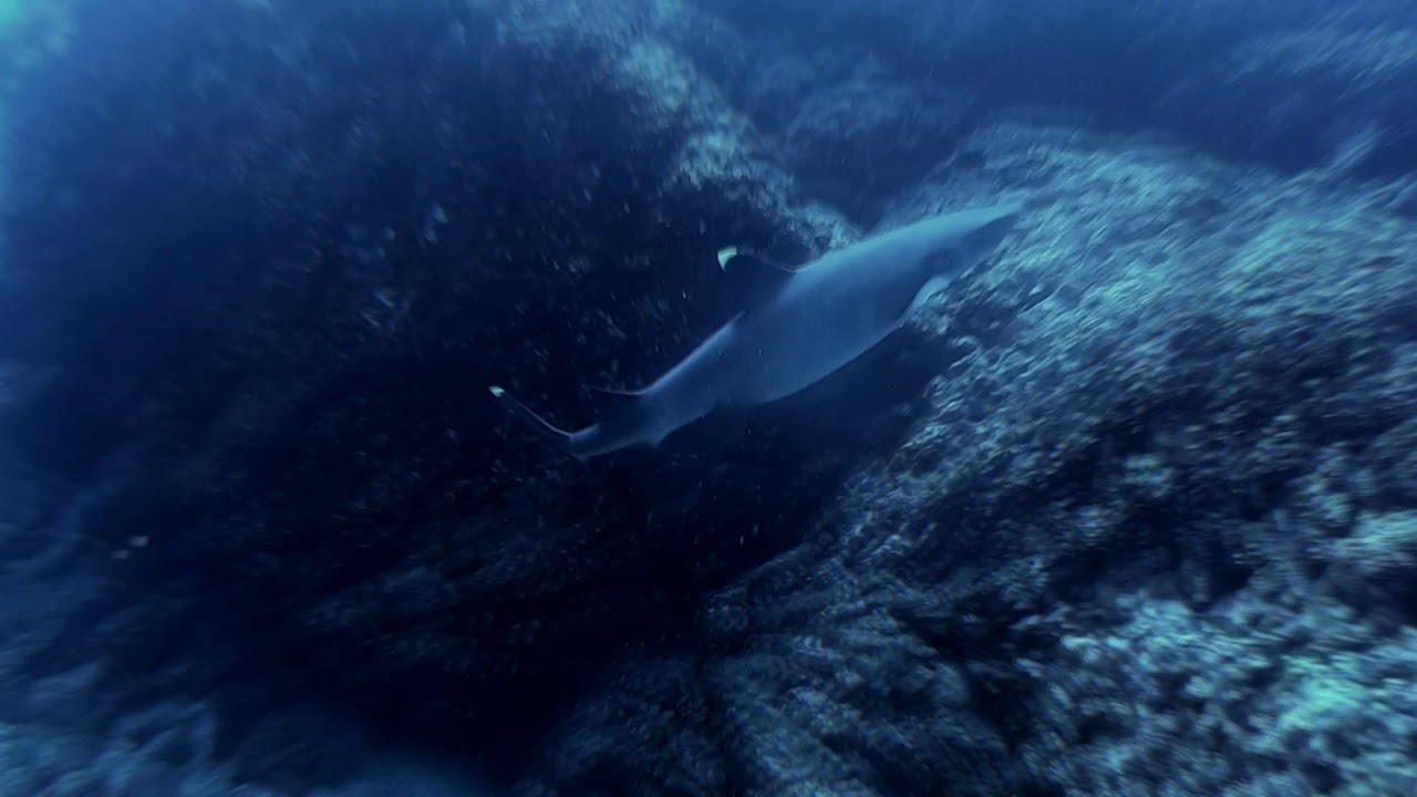 ConnerPro's tweet card. Diving on Psychedelics