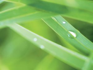 ExtensionPubs's tweet card. Steps to a Low-Input, Healthy Lawn: what are low-input practices and why follow them, de-thatch in spring, test soil, adjust soil pH, build soil's organic matter, add compost, fertilize, mow high,...