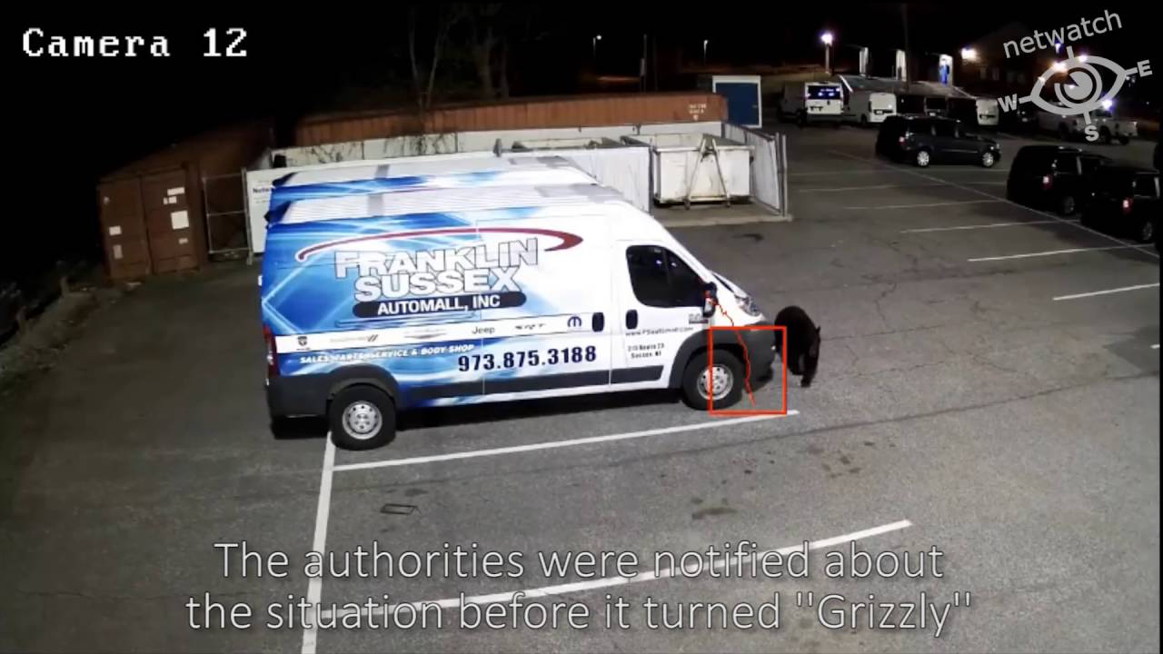 Netwatchsystem's tweet card. Caught on Camera - A GRIZZLY situation on a Netwatch monitored site