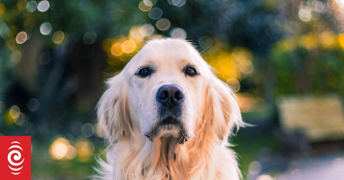 HelpAusterity's tweet card. The top 10 dog names in New Zealand have been tallied, and there's not a Rufus to be seen.