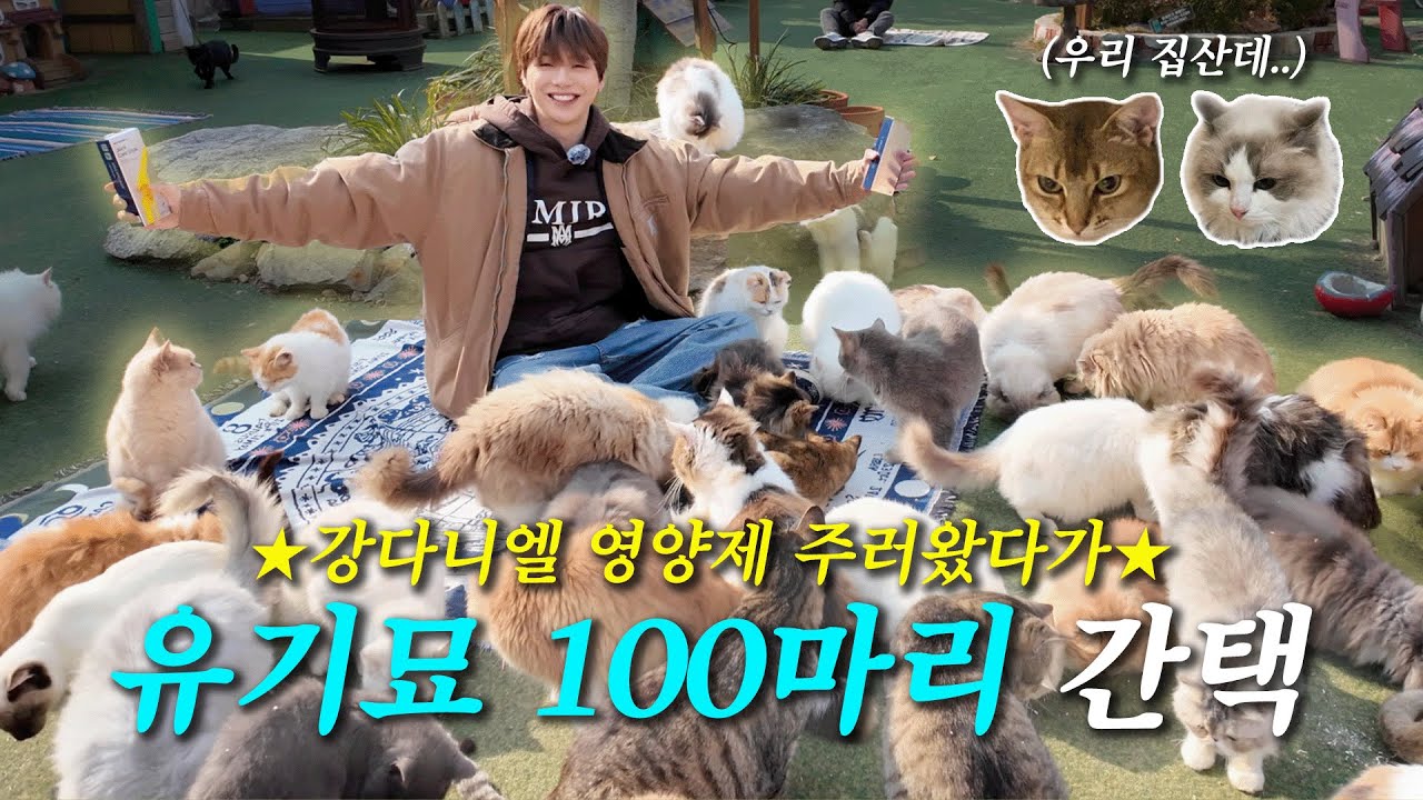 kd_officialx's tweet card. 유기묘 100마리한테 간택당한 강다니엘🐱 기숙사 입소 선언까지..⁉️ | 강다니엘 x 페스룸 ep.1