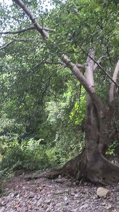 foxgra_p's tweet card. El Tenamaztle , rio, Zopilote