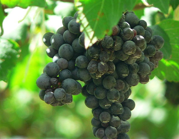 drjkahn's tweet card. People who regularly consume polyphenol-rich foods and drinks, such as tea, coffee, berries, cocoa, nuts, whole grains and olive oil, may have better long-term heart health.